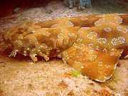 180px_wobbegong.jpg - 4.51 kb