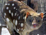 220px_spottedquoll_2005_seanmcclean.jpg - 4.29 kb