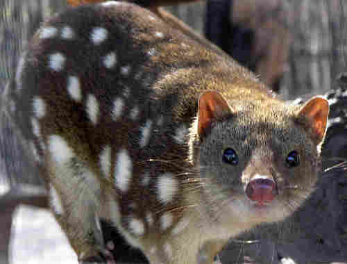 789px_spottedquoll_2005_seanmcclean.jpg - 10.43 kb