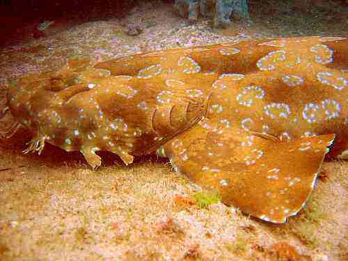 800px_wobbegong.jpg - 16.91 kb