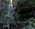 120px_rainforest_bluemountainsnsw.jpg - 4.5 kb
